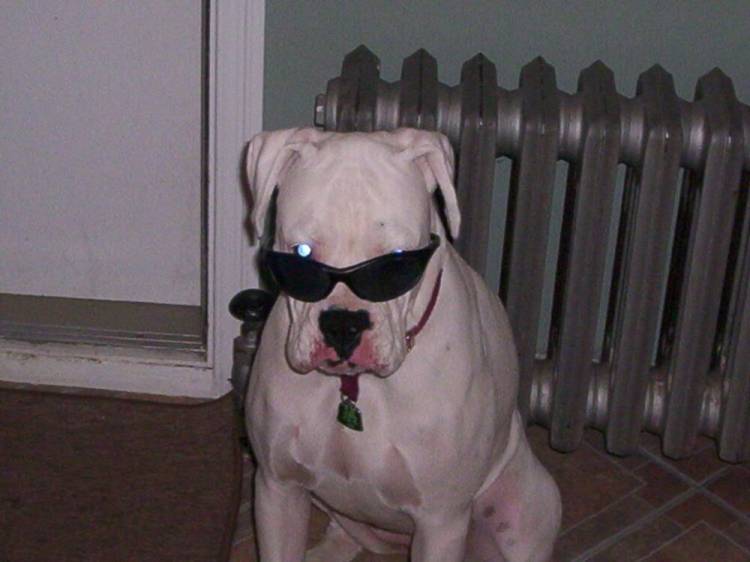 Cool Daisy