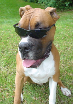 Cool dog