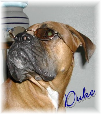Cool Duke