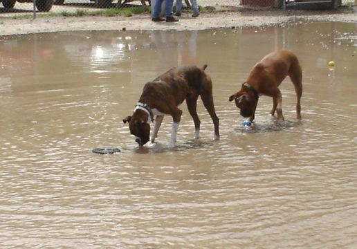 Cooling Boxers
