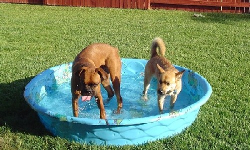 cooling down in the pool