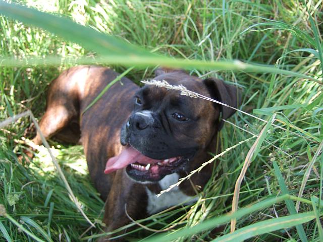 Cooling off in the grass
