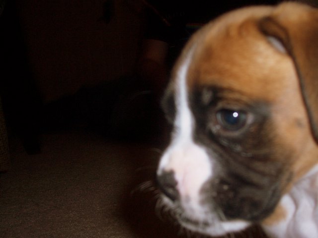 Coop