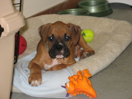 Cooper 10 weeks