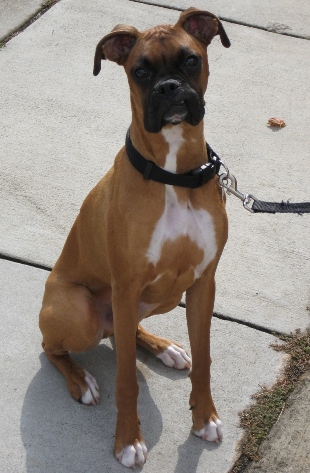 Cooper 3