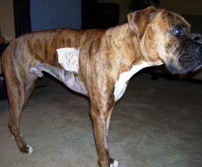 Cooper 5 days after surgery