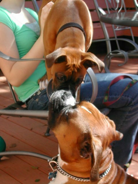 Cooper and big brother Jake