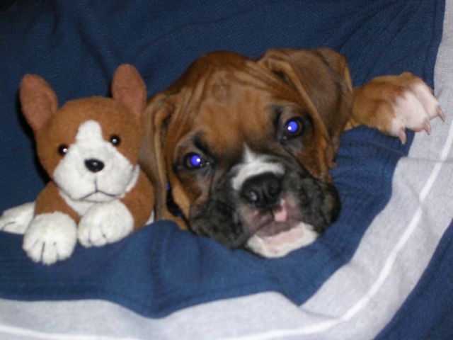 Cooper and his Boxer pal
