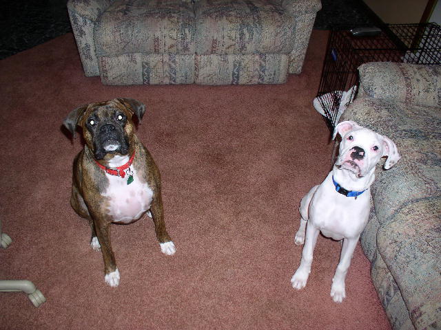 Cooper and Stoney behaving!