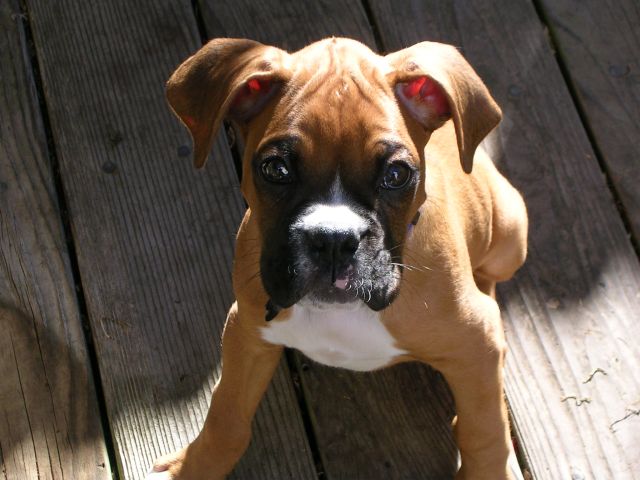 Cooper at 10 Weeks