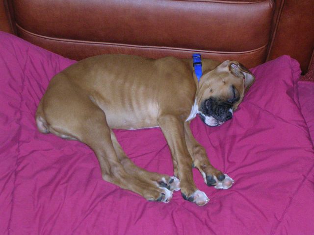 Cooper at 11 Weeks