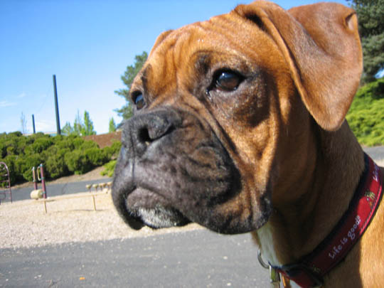 Cooper at 5 months