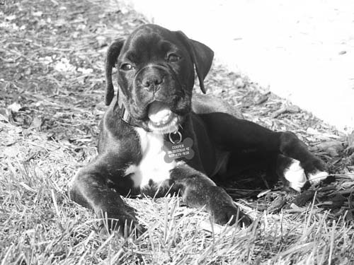 Cooper at 8 weeks