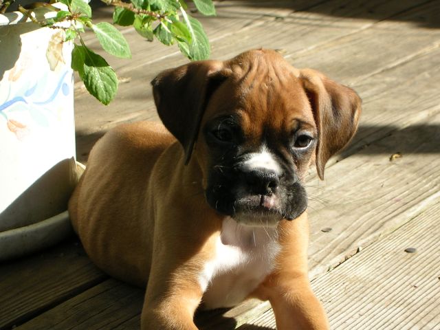 Cooper at 8 Weeks