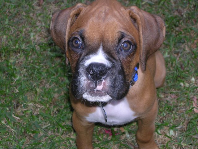 Cooper at 9 Weeks
