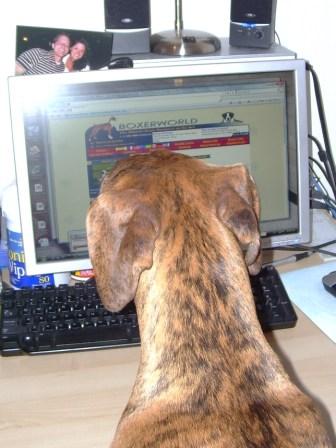 Cooper Boxer World