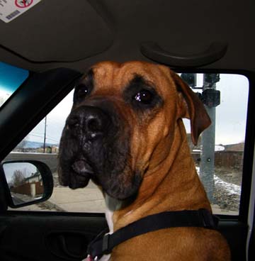 Cooper in the Truck