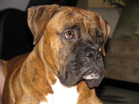 Cooper - RIP - 2008 to 2011
