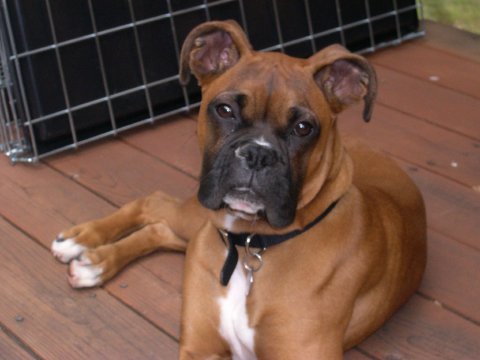 Cooper sunning himself on the deck