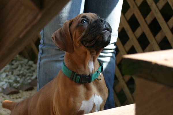 Cooper up Steps