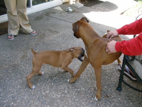 Cooper watching over baby brother Rocky