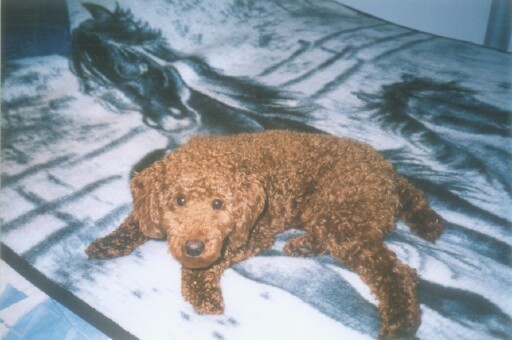 Cooper
