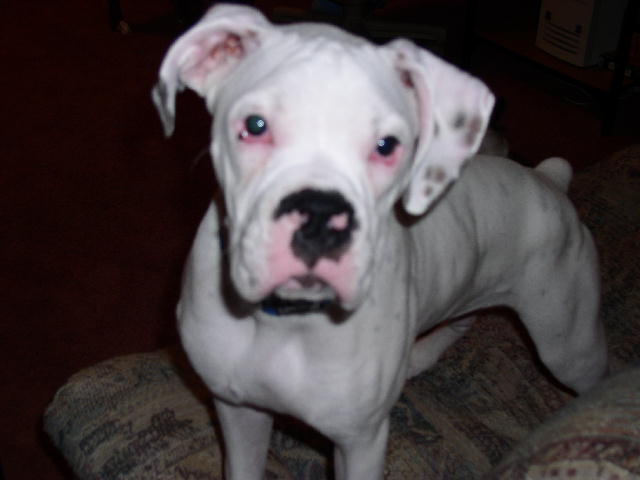 Cooper