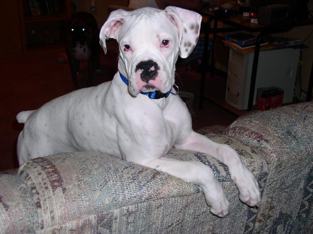 Cooper