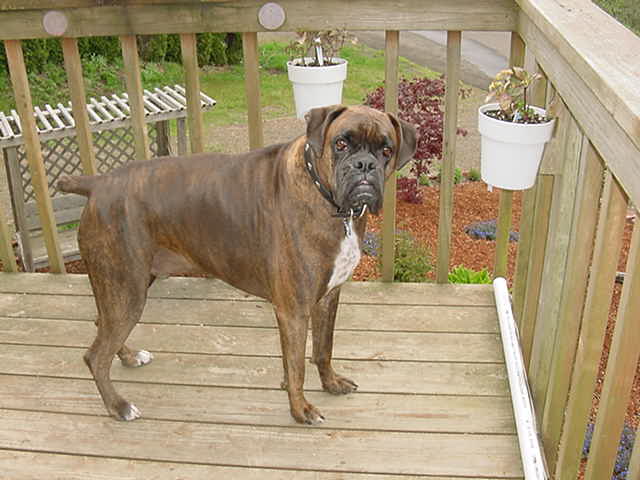 Cooper