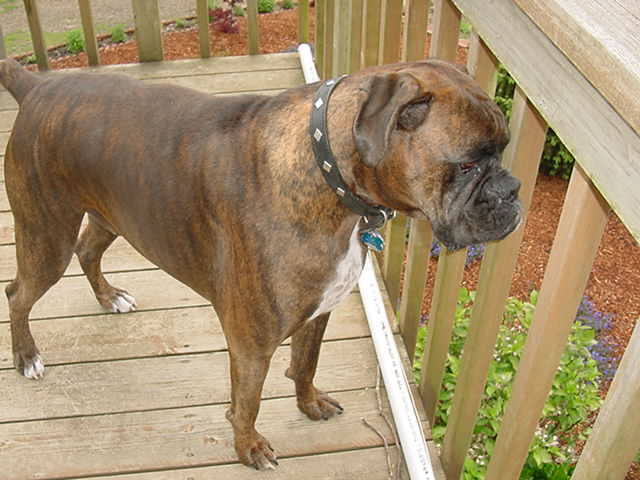 Cooper