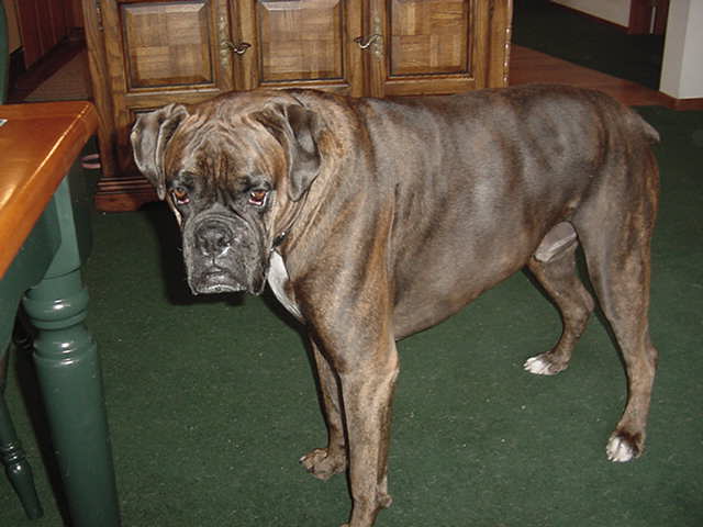Cooper