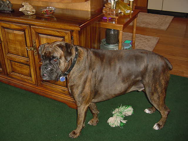 Cooper