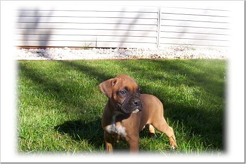 Cooper