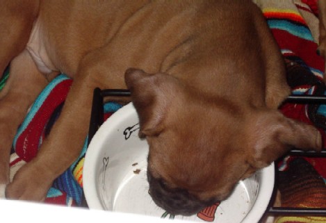 Cooper's Bowl