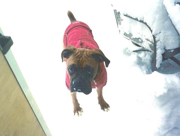 Cooper's Sweatshirt