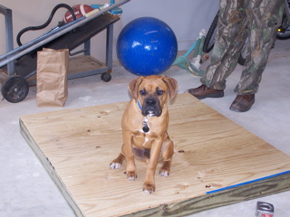 Cooter.ballonhead
