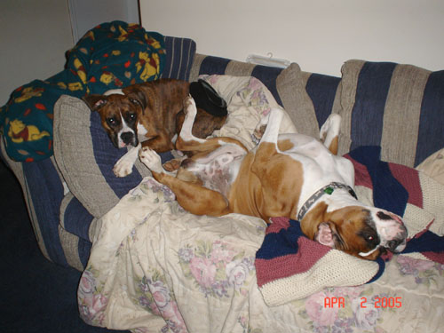 Copper and Holly