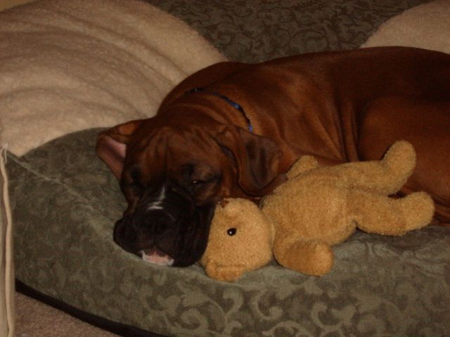 Cornelius and Teddy