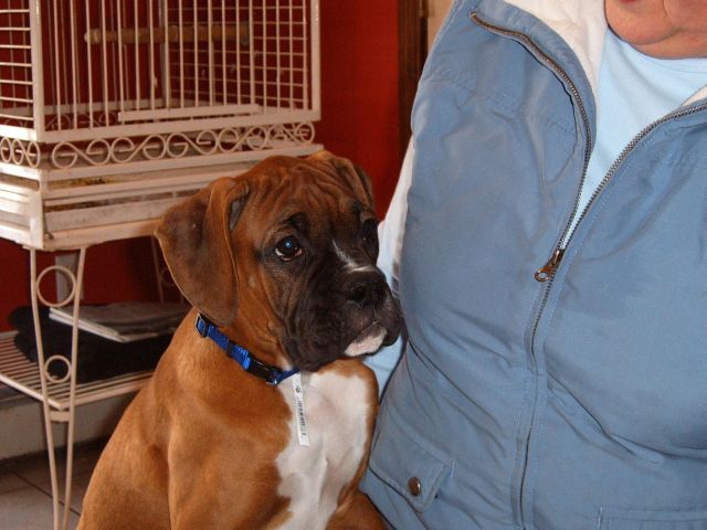 Cornelius with his breeder