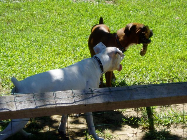 Corni and Carson playing with their tree limb