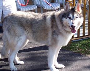Cosmo, our wolf hybrid.