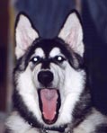 Cosmo yawning, when he was a year old