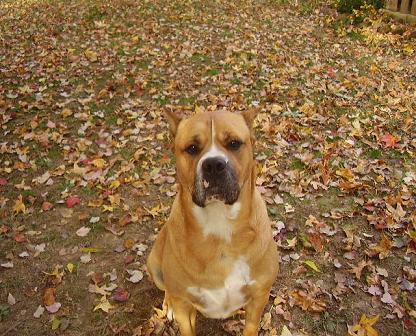 cosmo's  fall camo