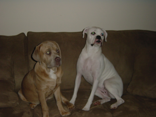 Couch hogs