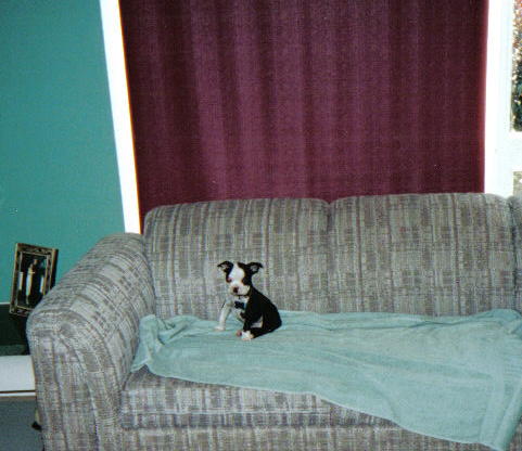 Couch Potato