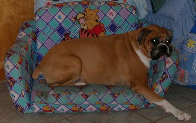 Couch Potato
