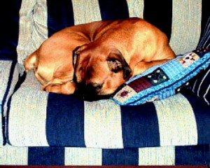 Couch Potato