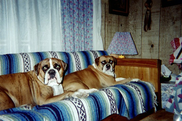 Couch Potatoes