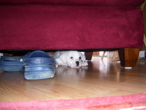 couch puppy