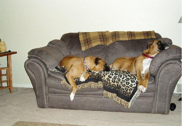 Couch Taters